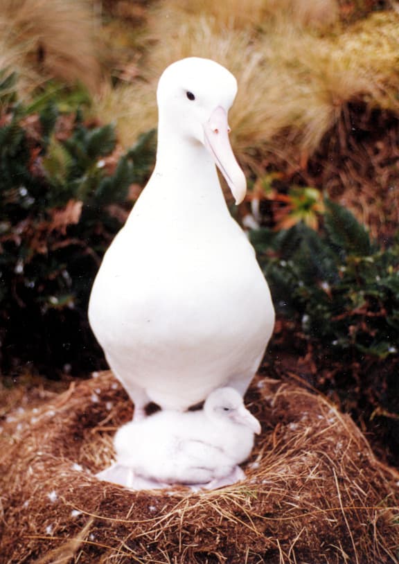 Southern Royal Albatross