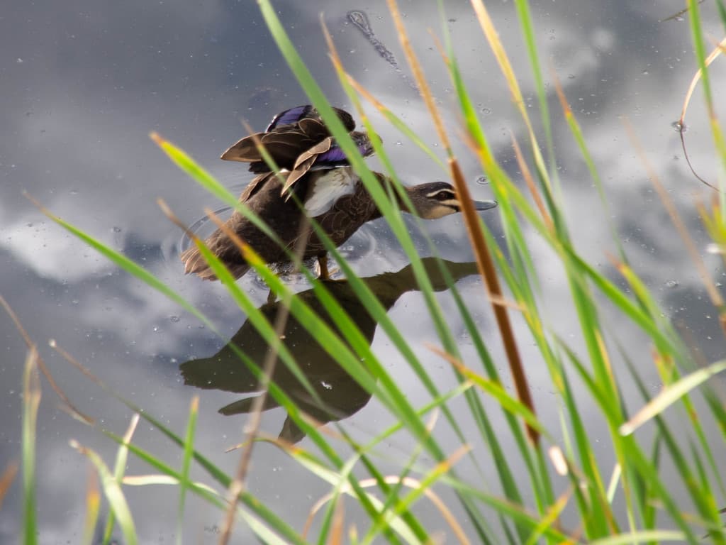 Pacific Black Duck