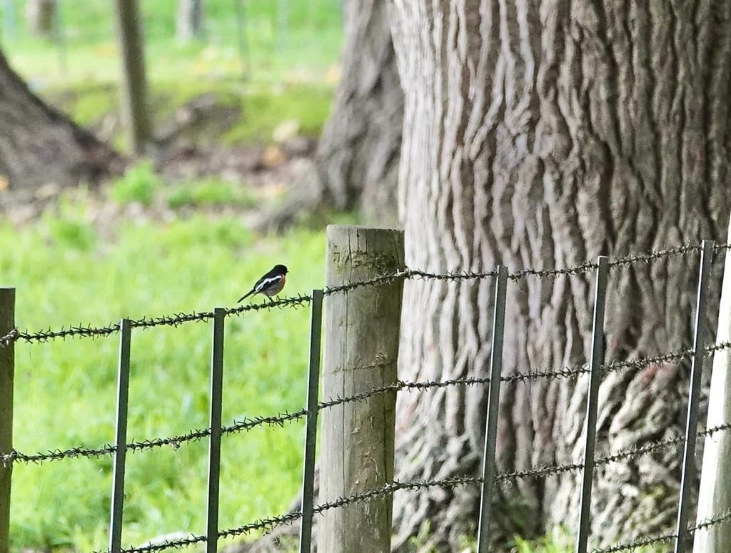 Scarlet Robin