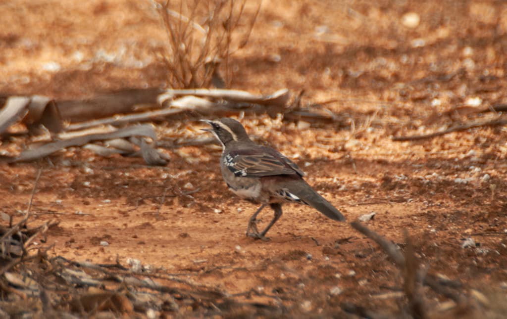Chestnut Quail-thrush