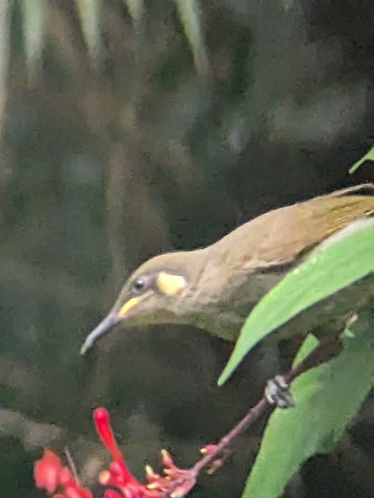 Yellow-spotted Honeyeater