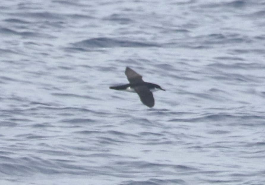 Newell's Shearwater