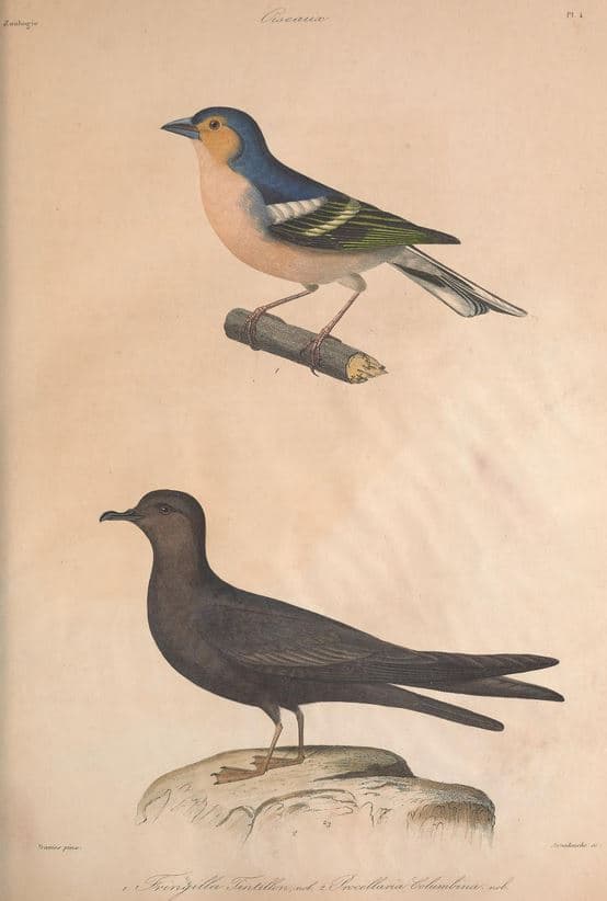 Bulwer's Petrel
