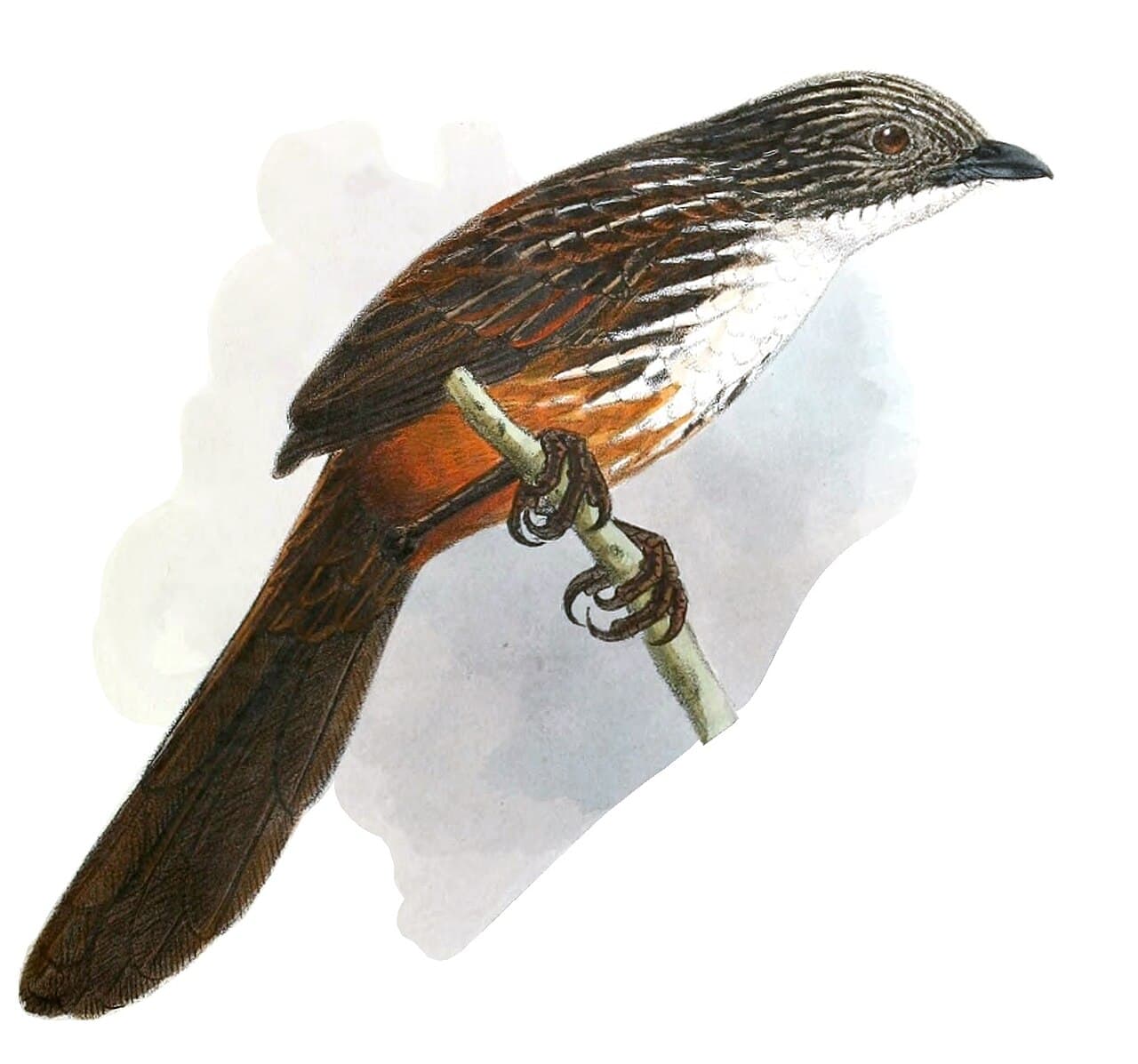 White-throated Grasswren