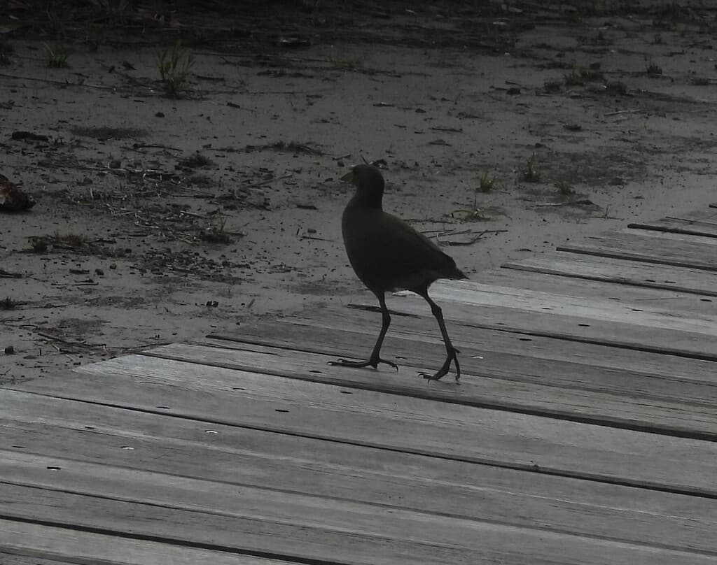 Pale-vented Bush-hen