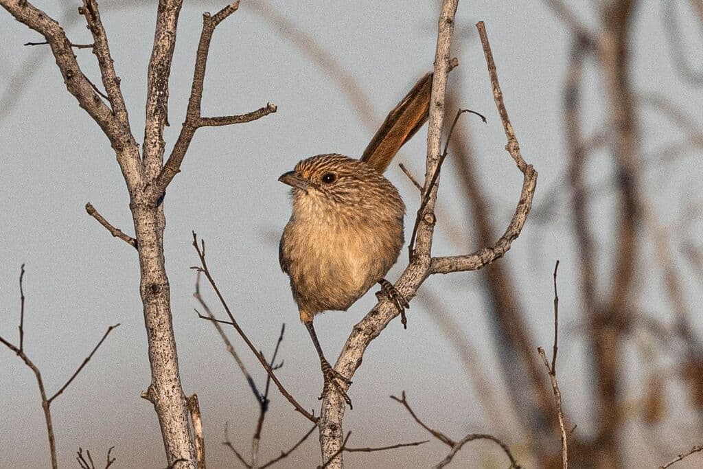 Thick-billed Grasswren