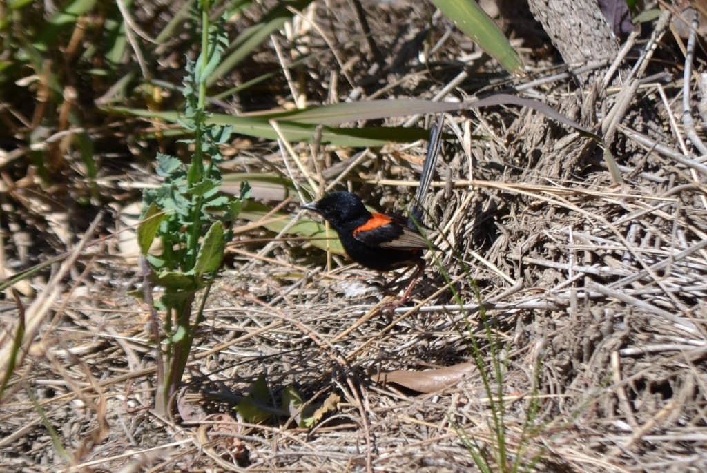 Red-backed Fairywren
