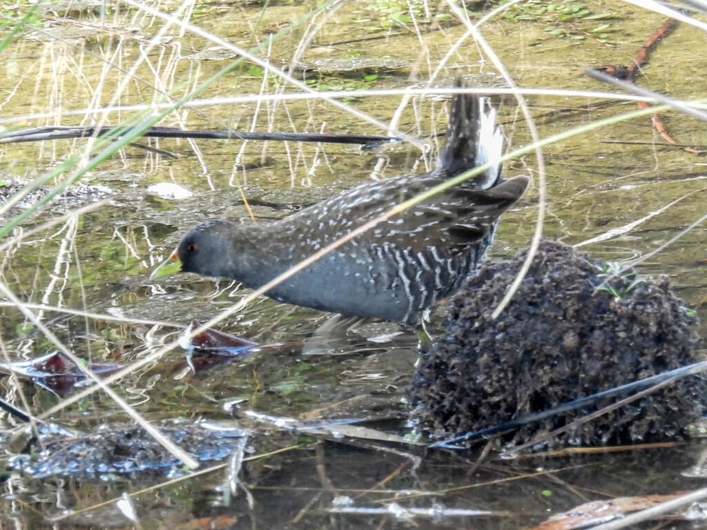 Australian Crake