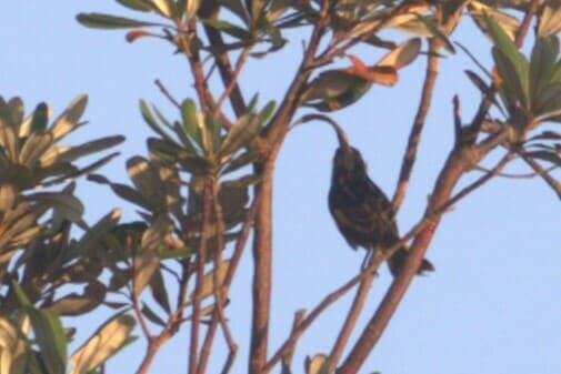 White-cheeked Honeyeater