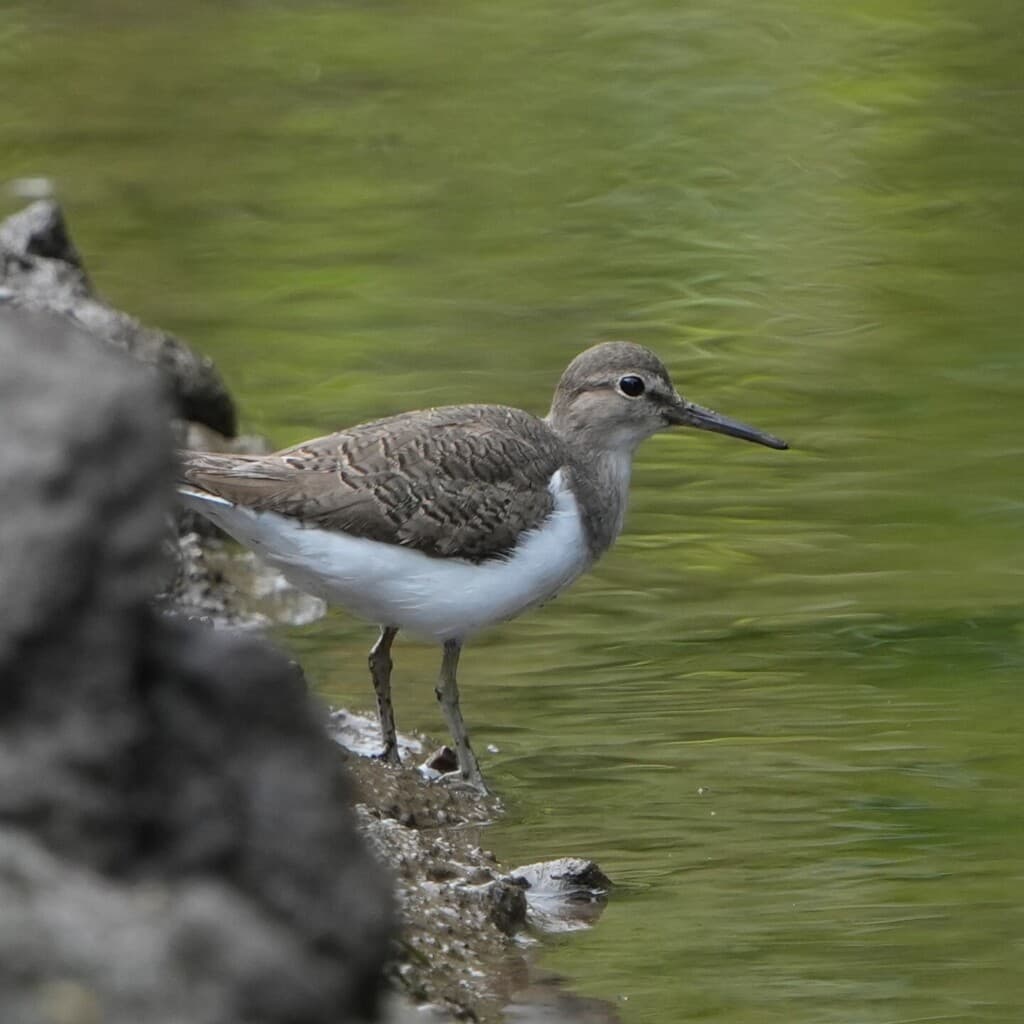 Common Sandpiper