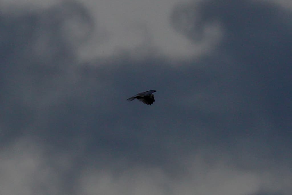 Black-shouldered Kite