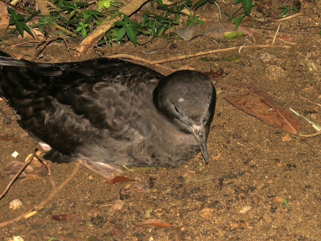 Flesh-footed Shearwater