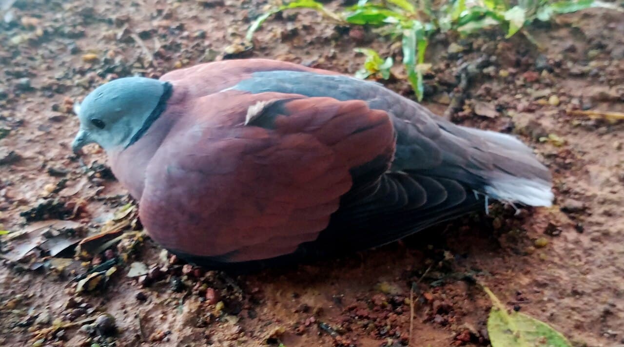 Red Collared Dove