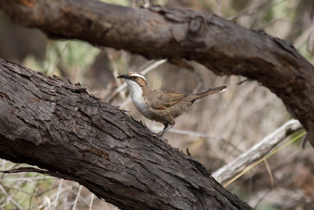 White-browed Babbler
