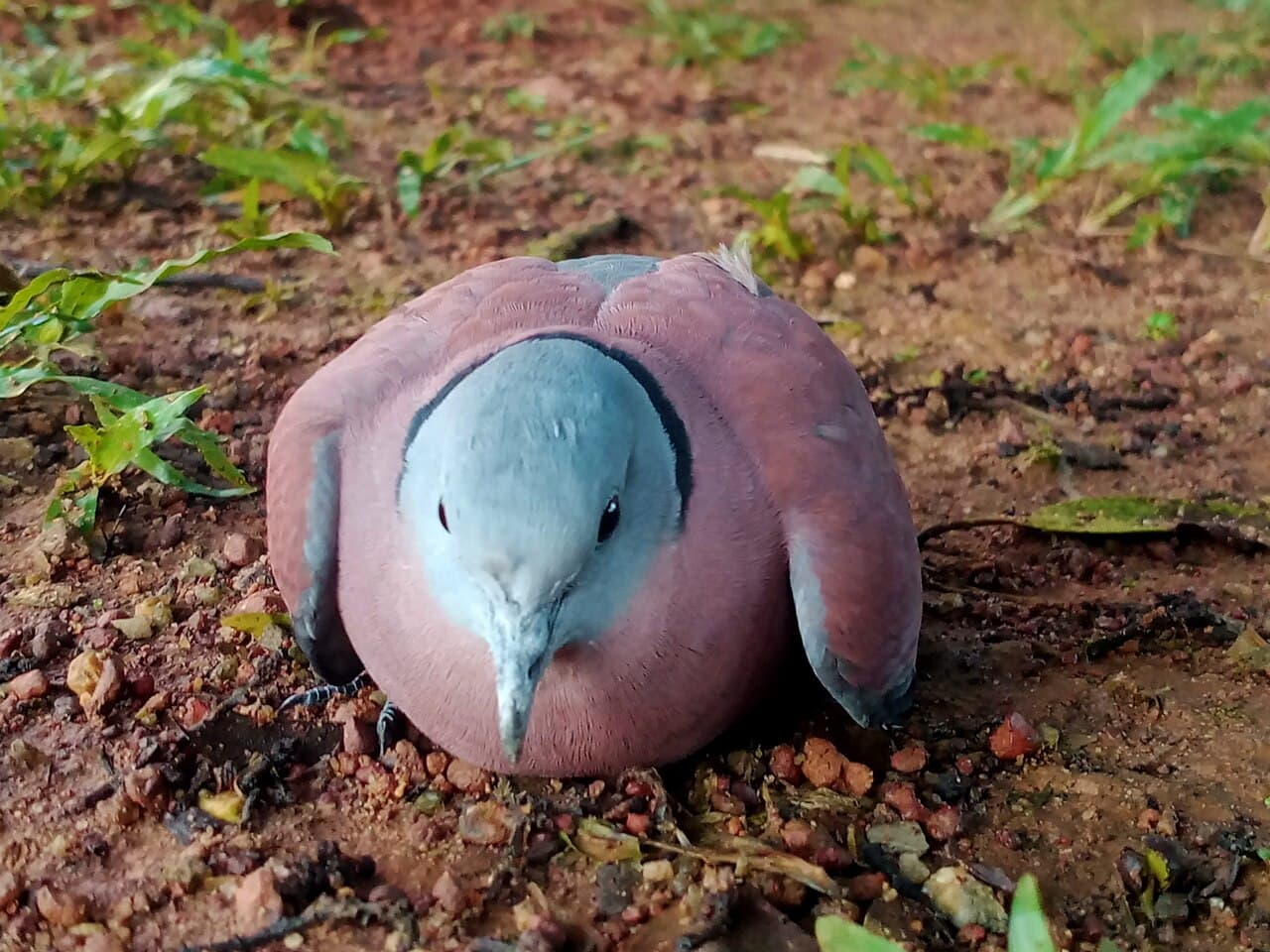 Red Collared Dove