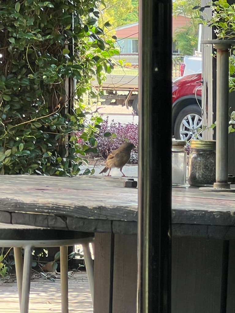House Sparrow
