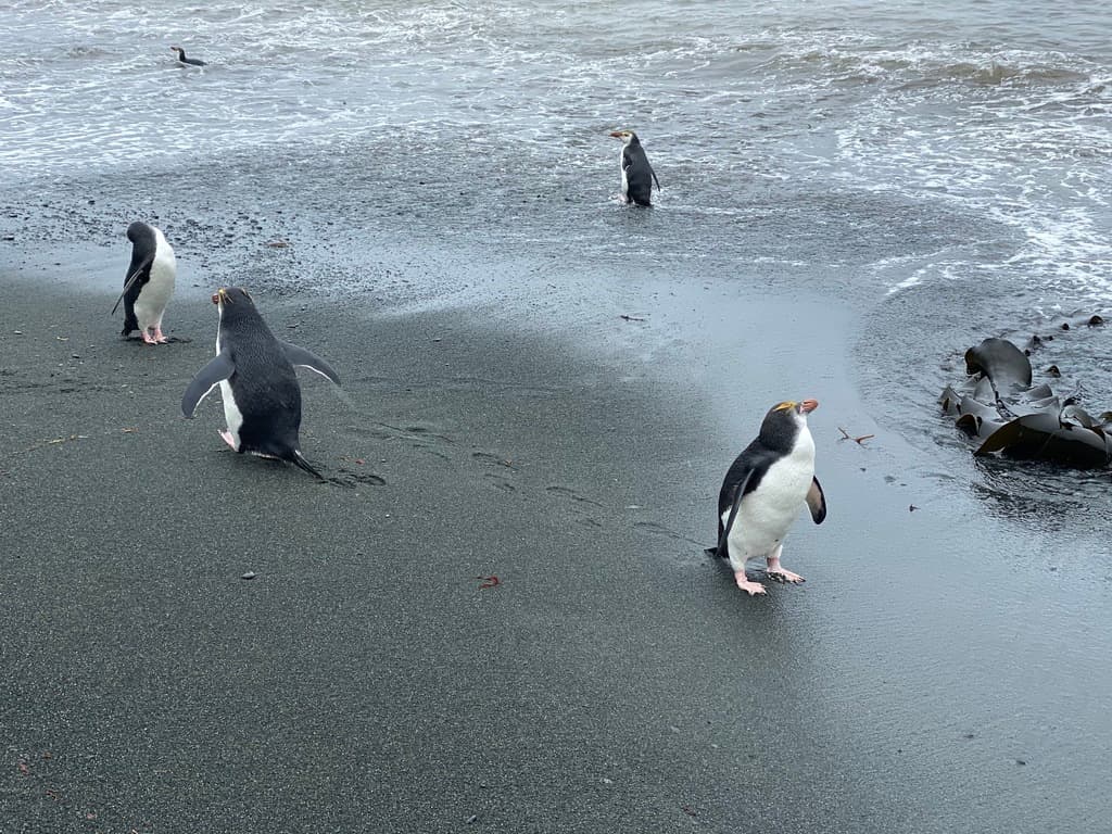 Macaroni Penguin
