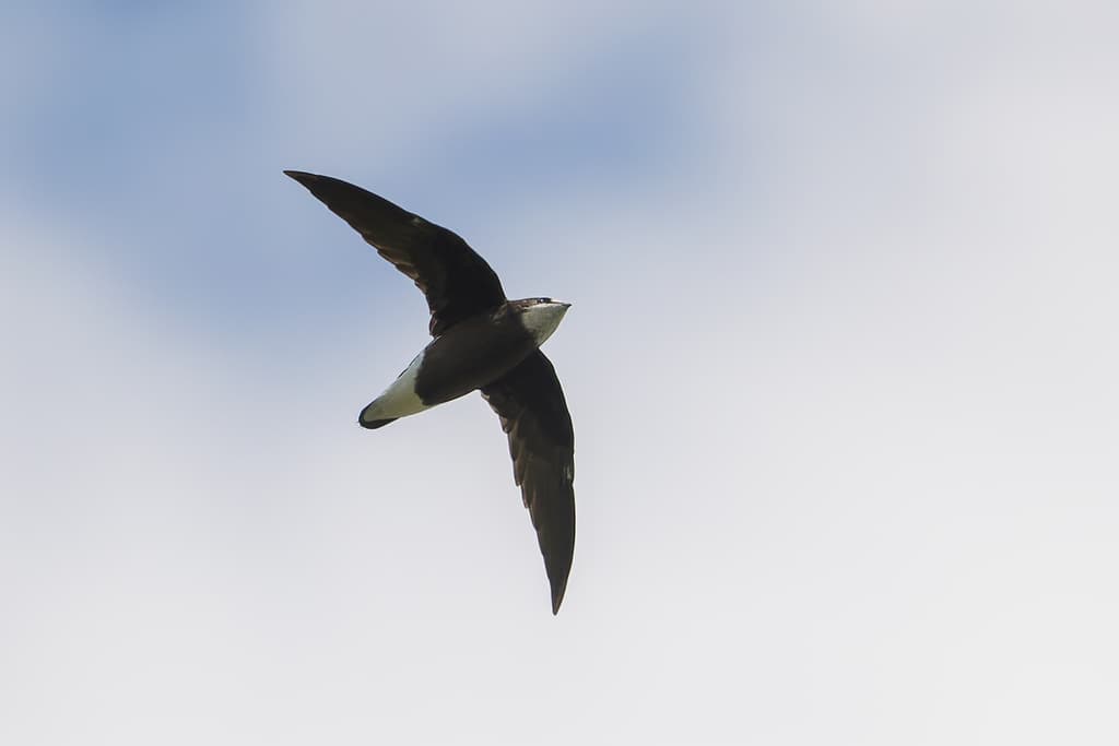 White-throated Needletail