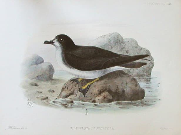 Gould's Petrel