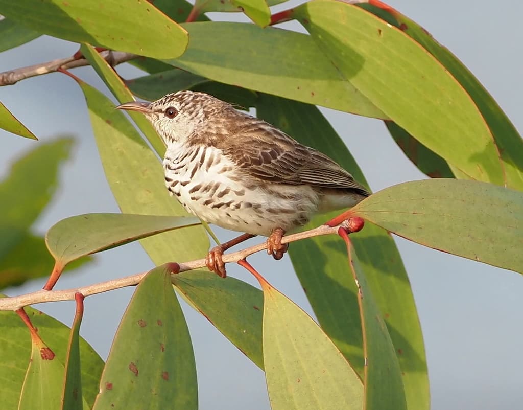 Bar-breasted Honeyeater