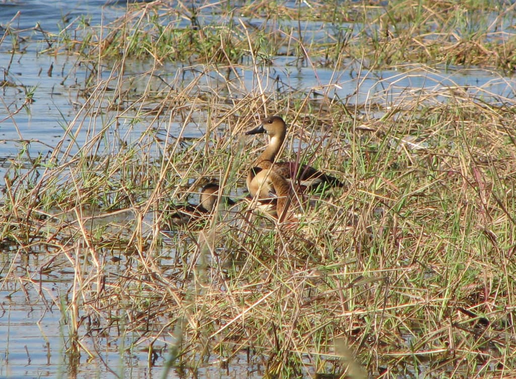 Wandering Whistling Duck
