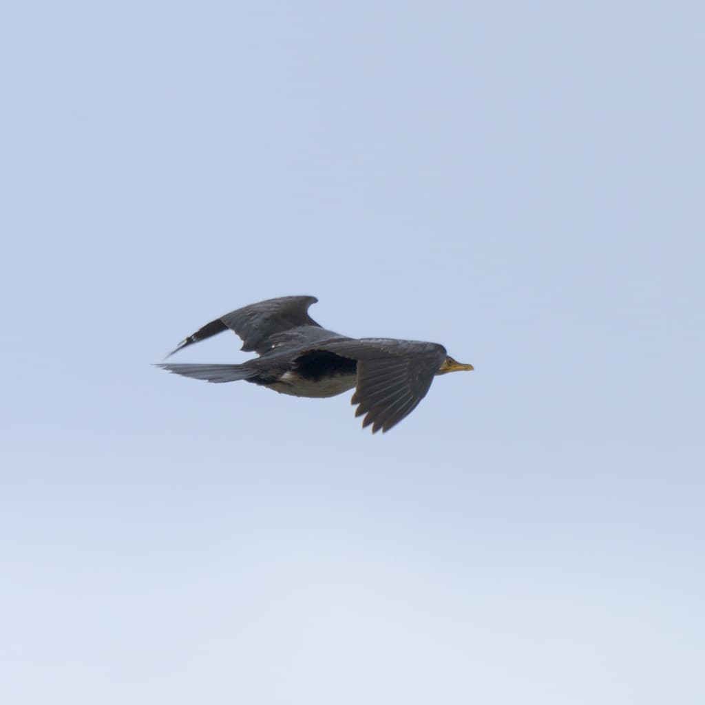 Little Pied Cormorant