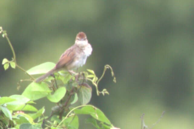 Tawny Grassbird
