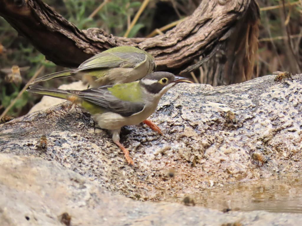 Brown-headed Honeyeater