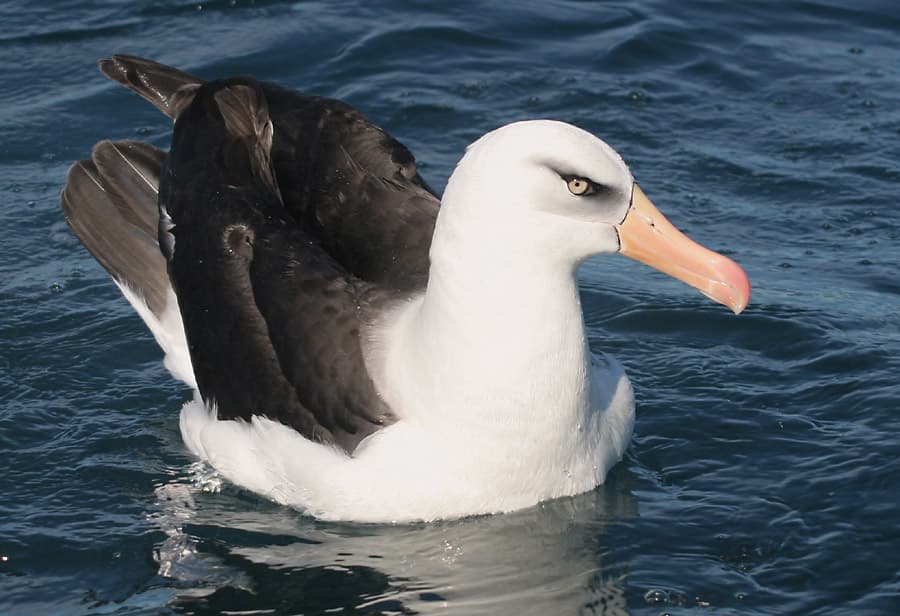 Campbell Albatross