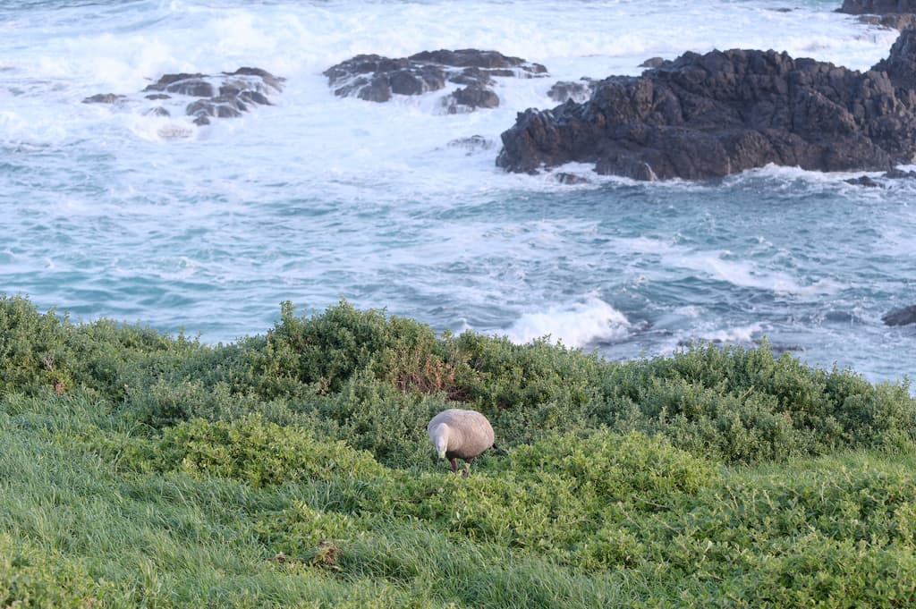 Cape Barren Goose