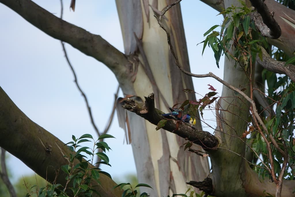 Pale-headed Rosella