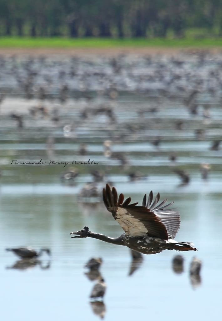 Magpie Goose