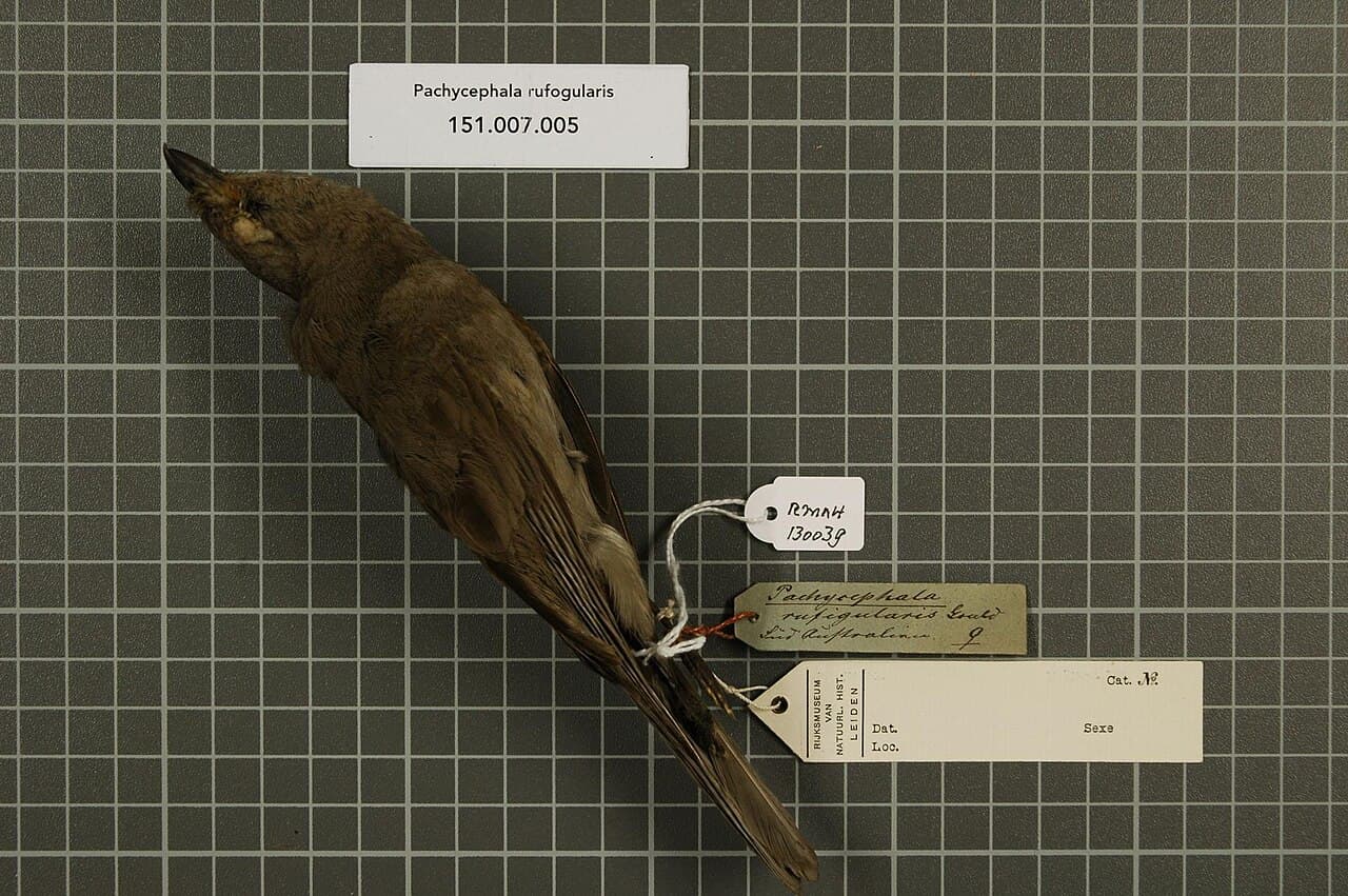 Red-lored Whistler
