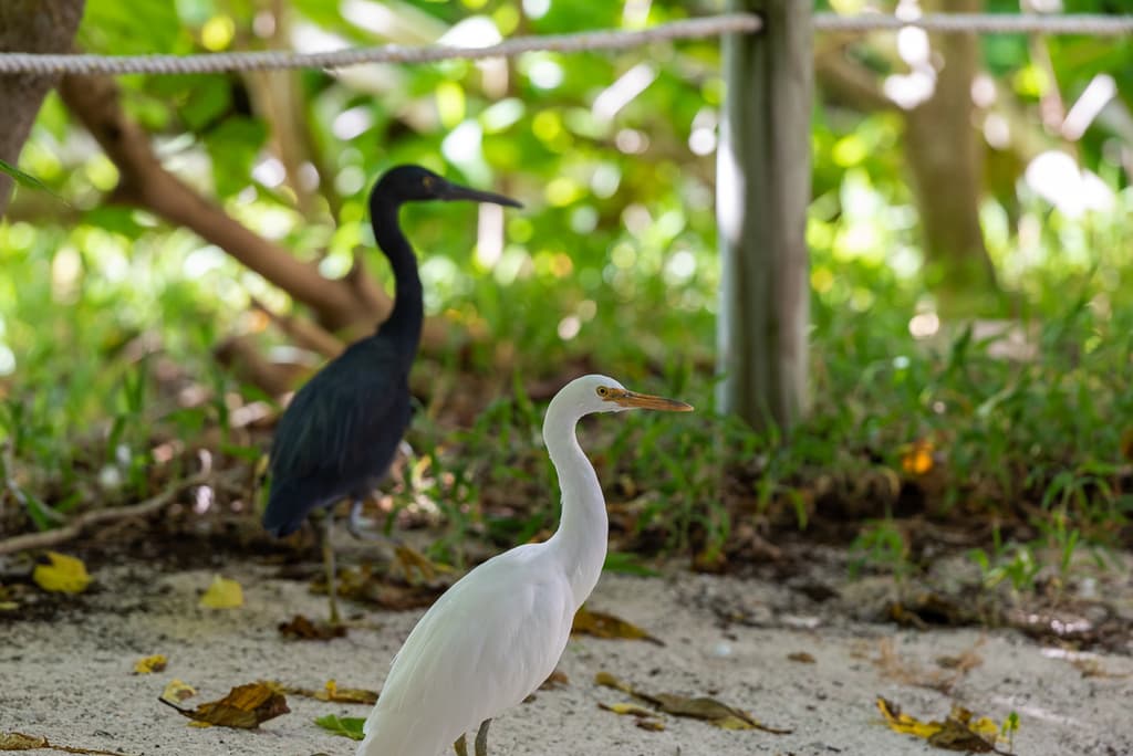 Pacific Reef Heron
