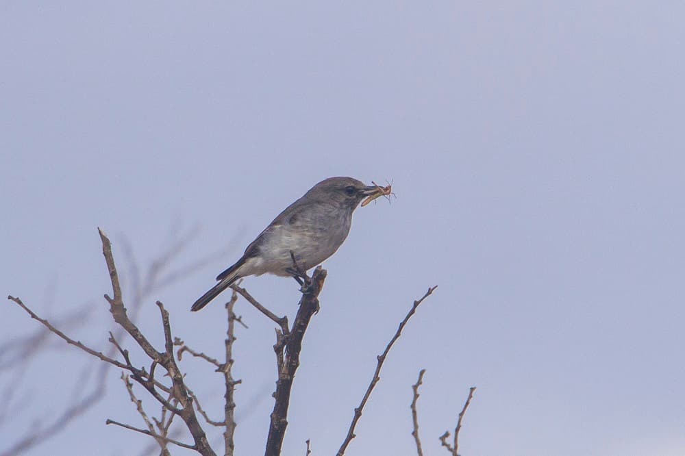 Redthroat