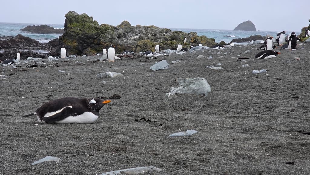 Gentoo Penguin