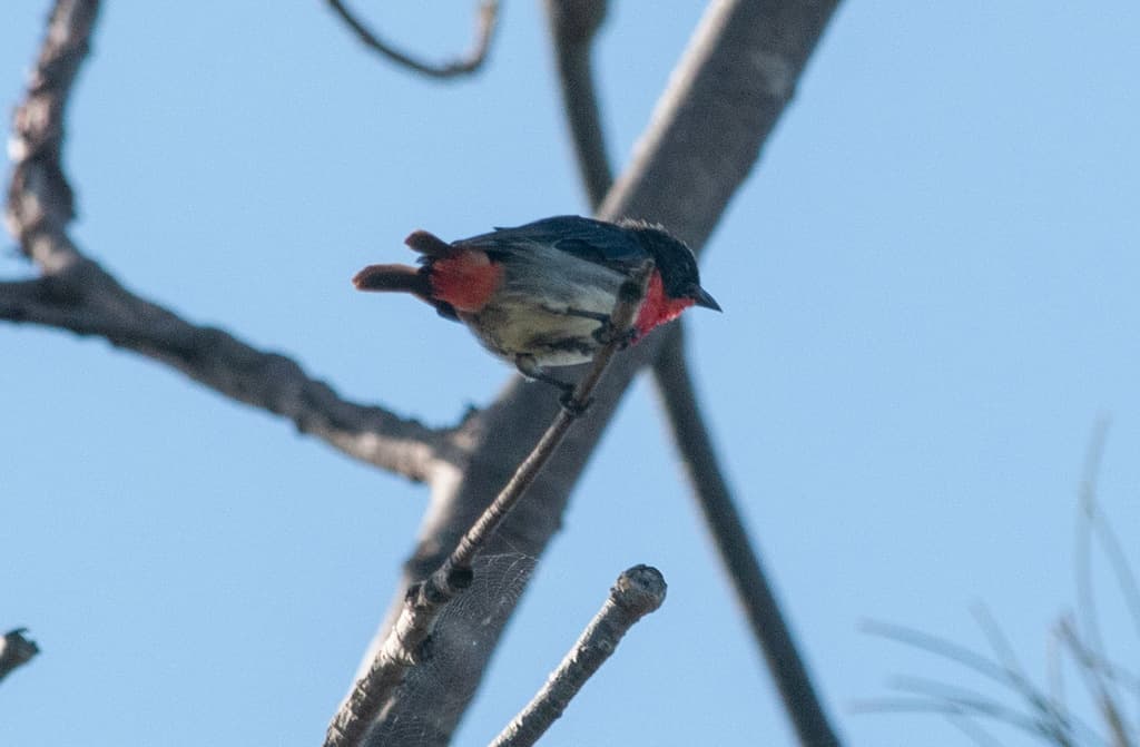 Mistletoebird