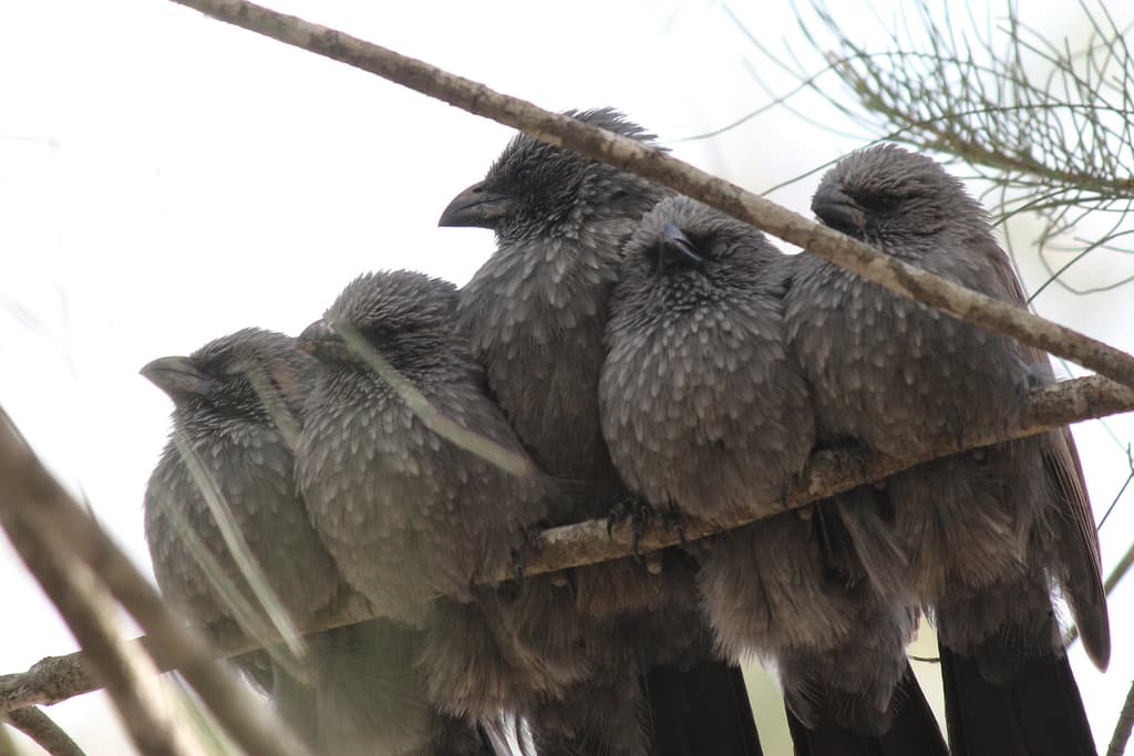 Apostlebird