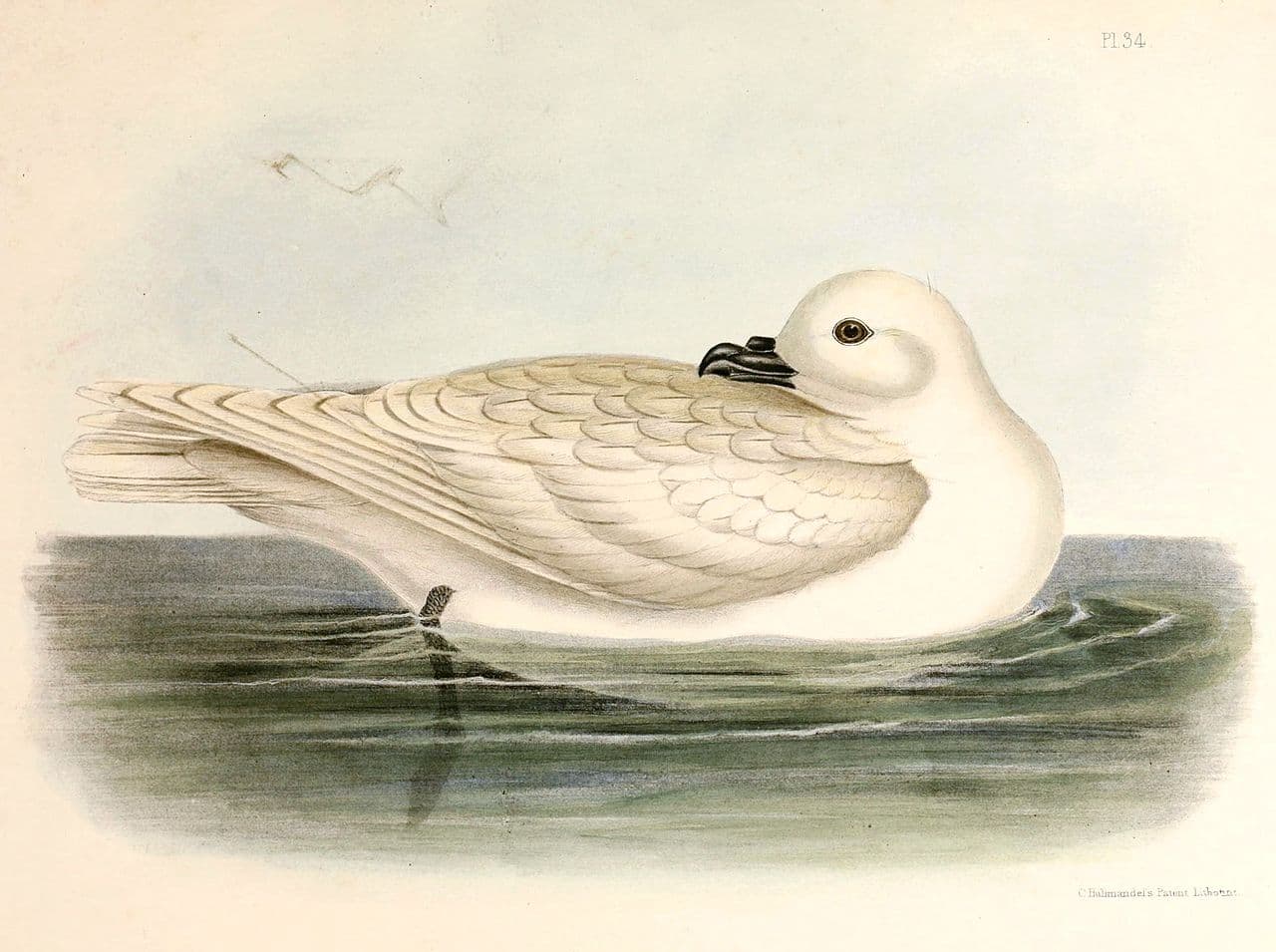 Snow Petrel
