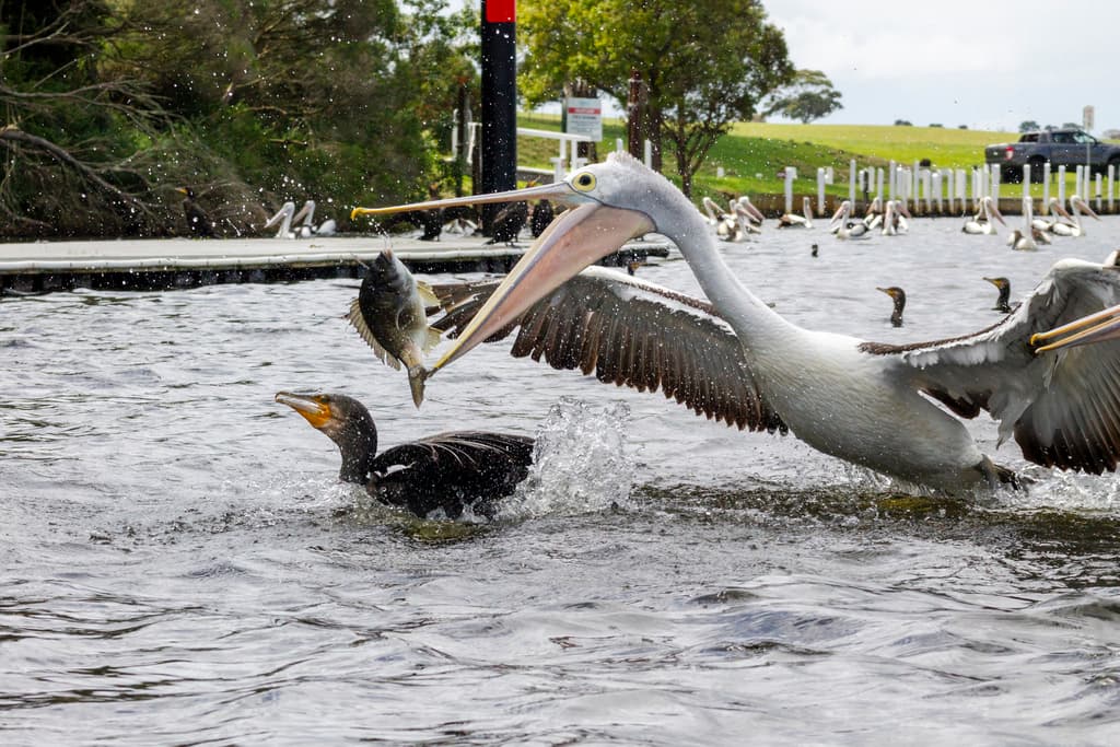 Australian Pelican