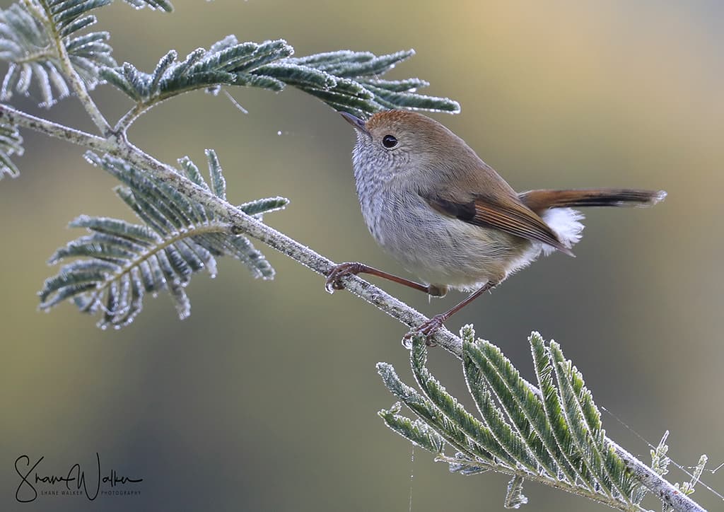 Tasmanian Thornbill