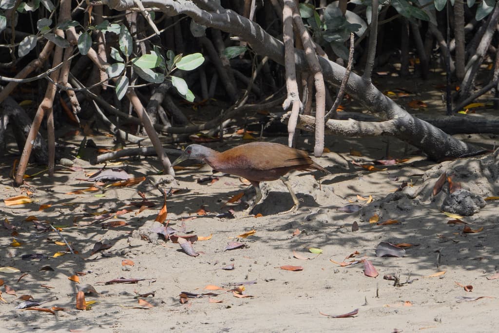 Chestnut Rail