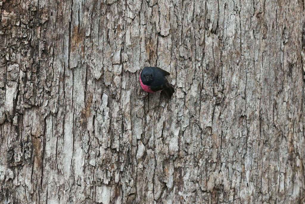 Pink Robin