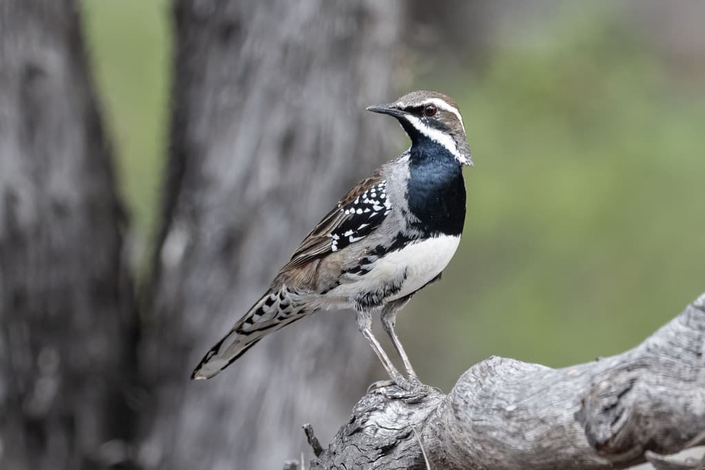 Copperback Quail-thrush