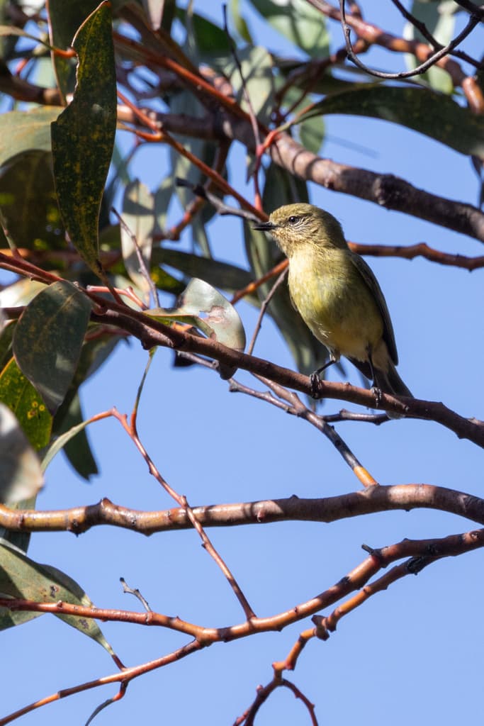 Yellow Thornbill