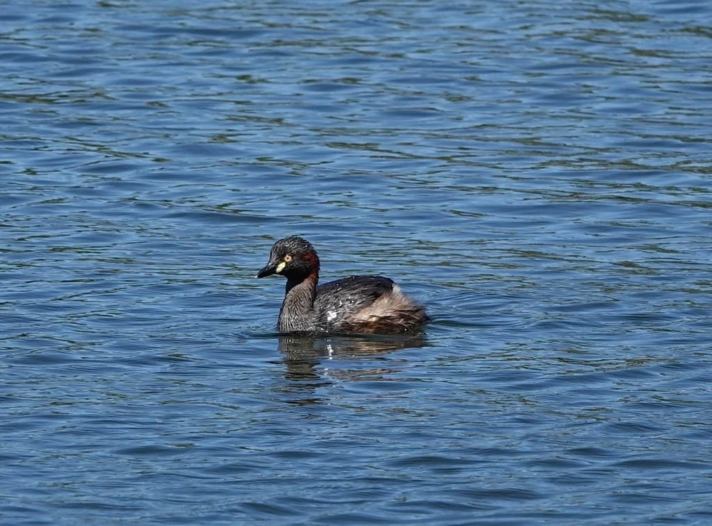 Australasian Grebe