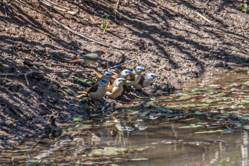 Yellow-rumped Mannikin