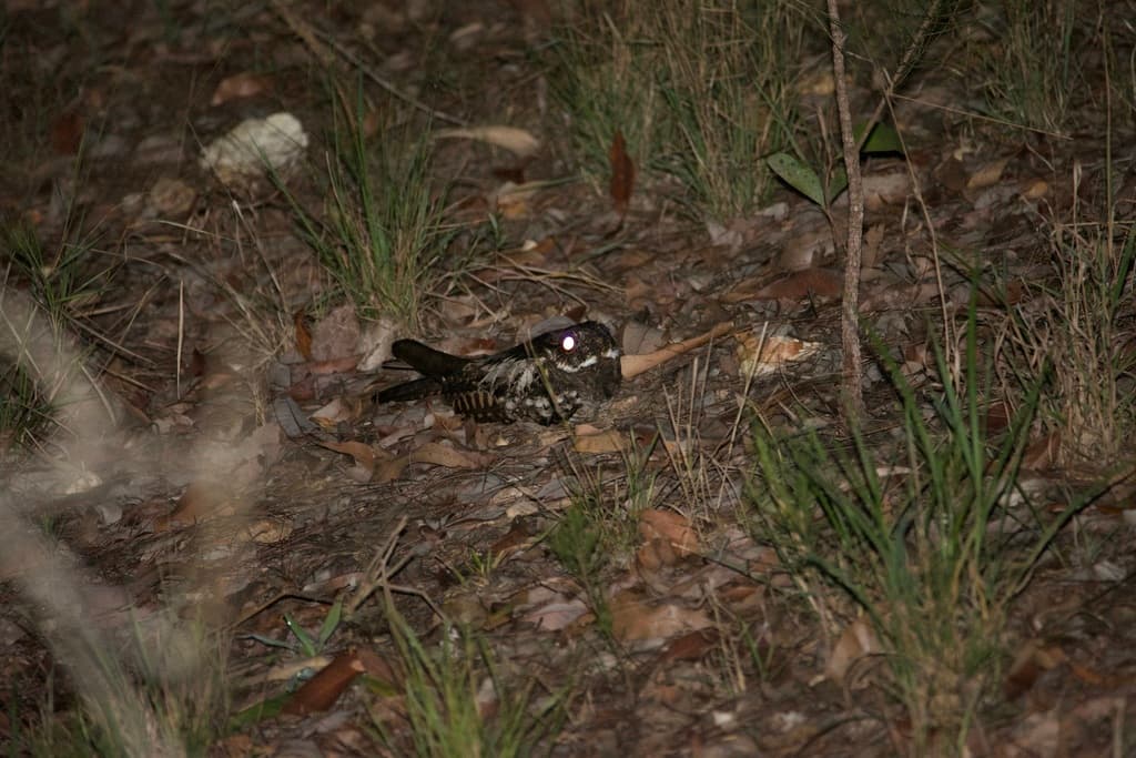 Large-tailed Nightjar