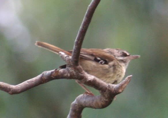 White-browed Scrubwren