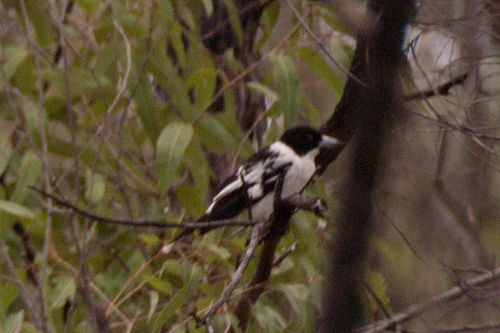 Black-backed Butcherbird